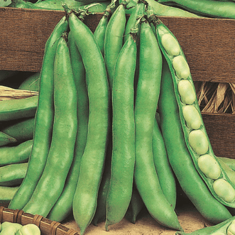 Kings Seeds Vegetables Broad Bean Superaguadulce