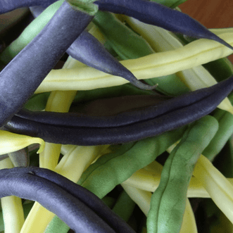 Kings Seeds Vegetables Bean Dwarf Colour Combo