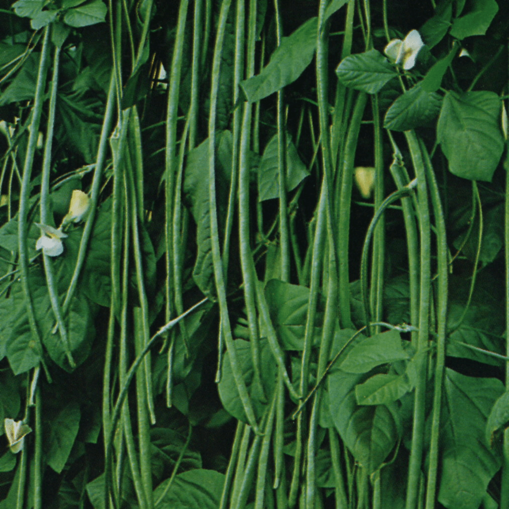String Beans Plant