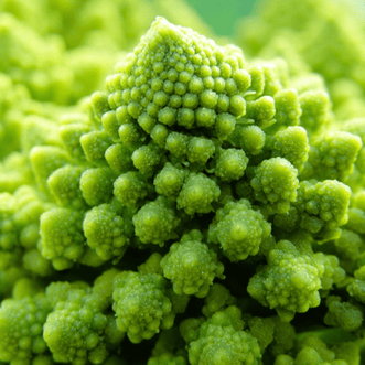 Kings Seeds Vegetables Broccoflower Geum F1