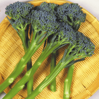 Kings Seeds Vegetables Broccoli Tasty Stems F1