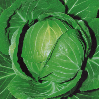 Kings Seeds Vegetables Cabbage Copenhagen Market