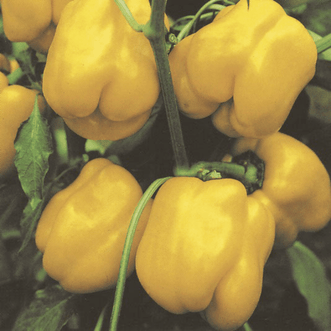 Kings Seeds Vegetables Capsicum Californian Wonder Golden