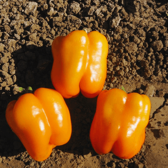 Kings Seeds Vegetables Capsicum Orange Bell F1