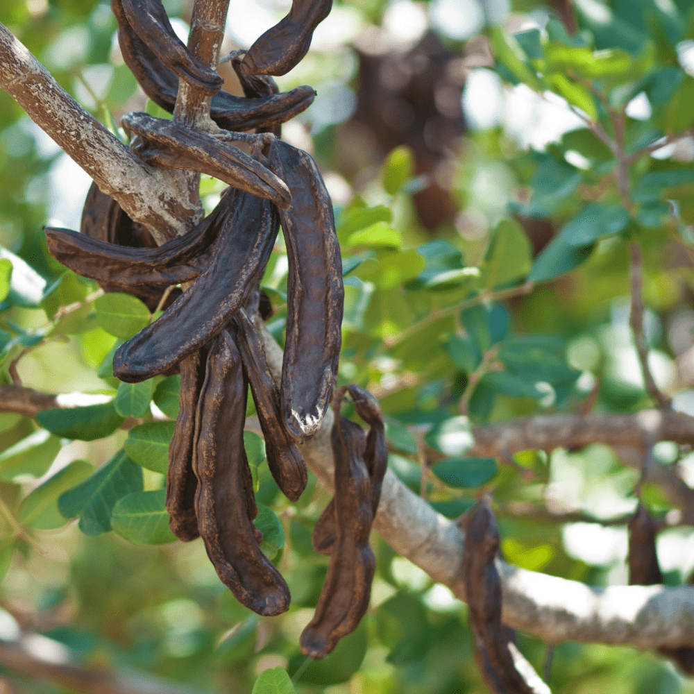 Carob Tree Harvest at Savannah Buckmaster blog