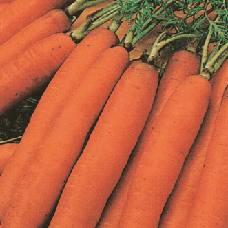 Kings Seeds Vegetables Carrot Amsterdam Sprint