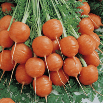 Kings Seeds Vegetables Carrot Paris Market