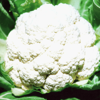 Kings Seeds Vegetables Cauliflower Giant of Naples