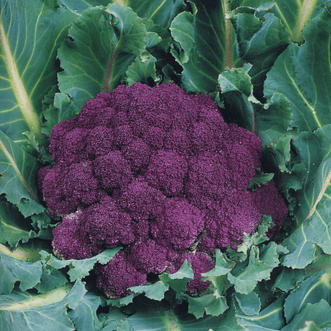 Kings Seeds Vegetables Cauliflower Violet Sicilian