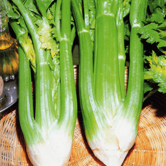 Kings Seeds Vegetables Celery Elne