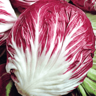 Kings Seeds Vegetables Chicory Radicchio