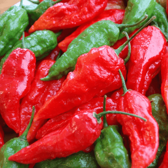 Kings Seeds Vegetables Chilli Bhut Jolokia