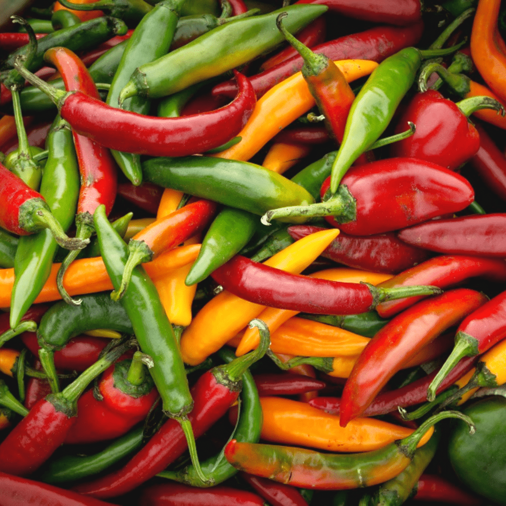 4 Chilly Buy Chilli Spicy Blend by Kings Seeds NZ online - Kings Seeds NZ