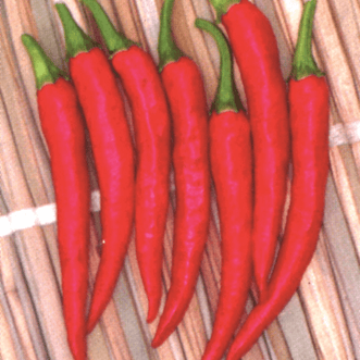 Kings Seeds Vegetables Chilli Asian Fire F1