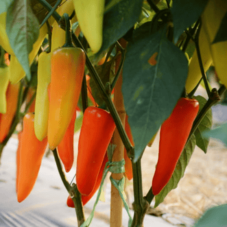 Kings Seeds Vegetables Chilli Hungarian Yellow Wax