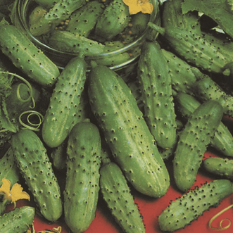 Kings Seeds Vegetables Cucumber Homemade Pickles