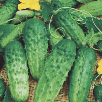 Kings Seeds Vegetables Cucumber Pick A Bushel F1