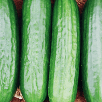 Kings Seeds Vegetables Cucumber Medici F1