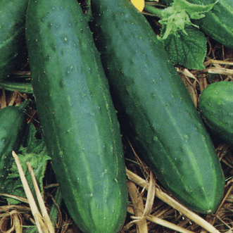 Kings Seeds Vegetables Cucumber Spacemaster