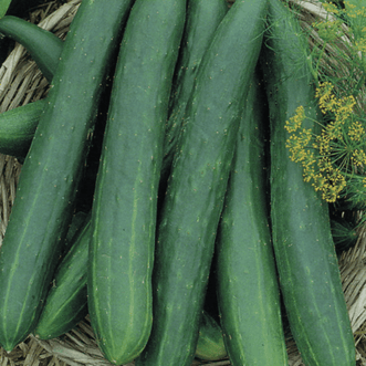 Kings Seeds Vegetables Cucumber Tasty Queen F1