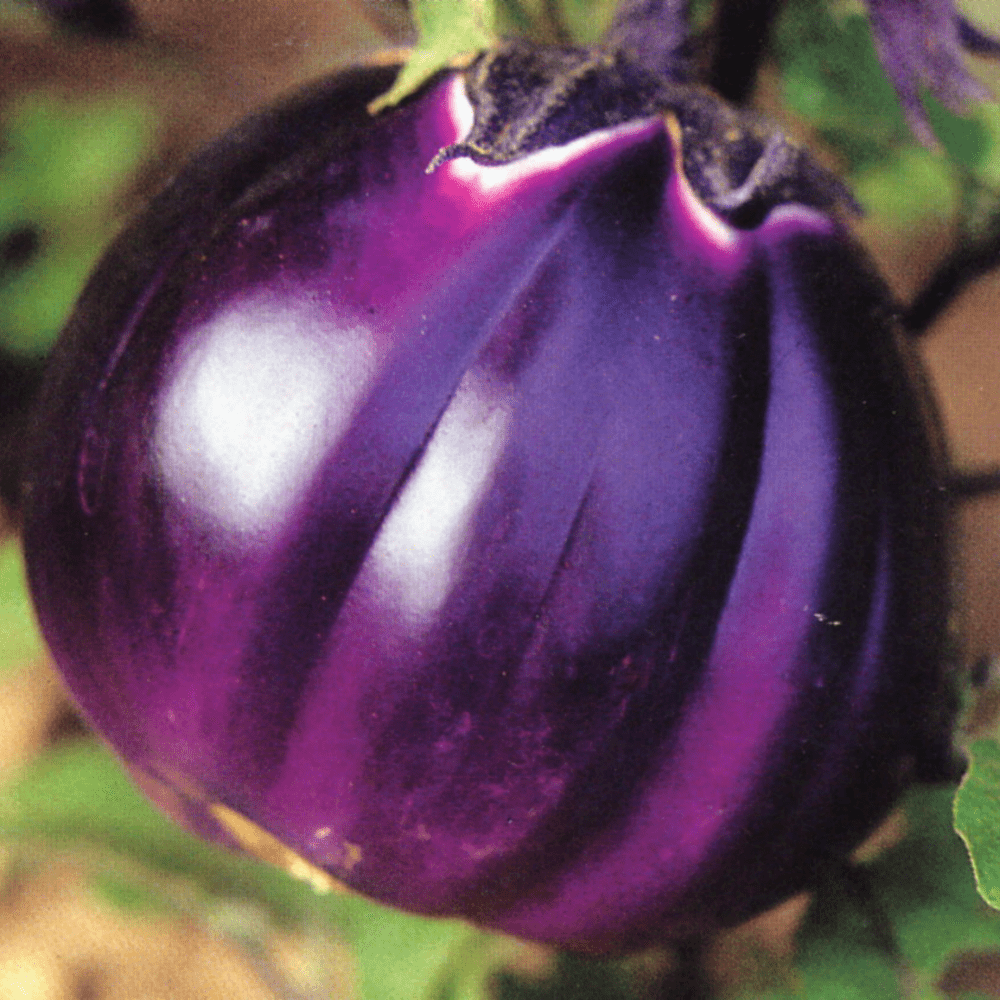 Buy Eggplant Florence Round Purple by Kings Seeds online Kings Seeds NZ