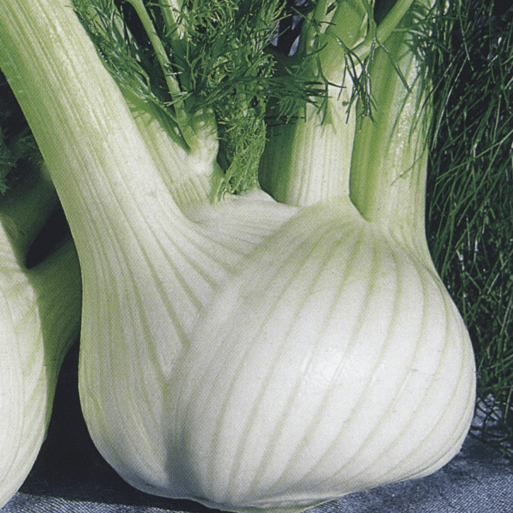 Buy Fennel Finale by Kings Seeds online Kings Seeds NZ