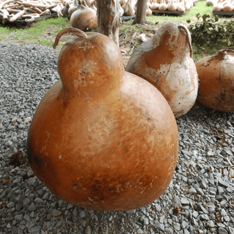 Kings Seeds Vegetables Gourd Large Bottle