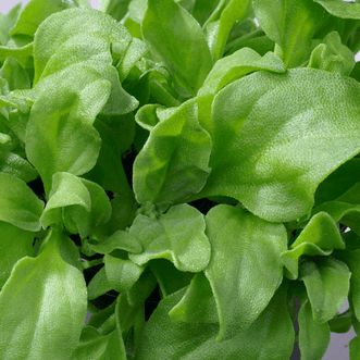 Kings Seeds Vegetables Ice Plant Crystal Leaf