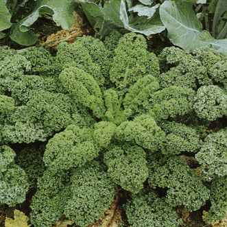 Kings Seeds Vegetables Kale Blue Ridge F1