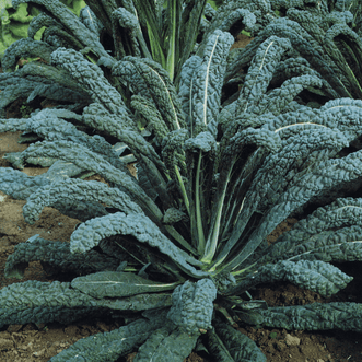 Kings Seeds Vegetables Kale Cavolo Nero