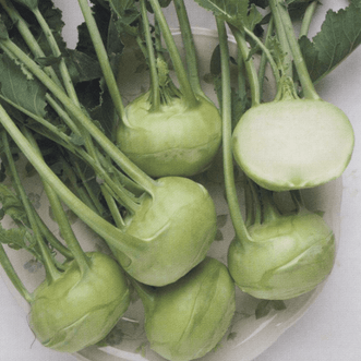 Kings Seeds Vegetables Kohlrabi Grand Duke F1