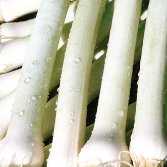 Kings Seeds Vegetables Leek Winter Giant