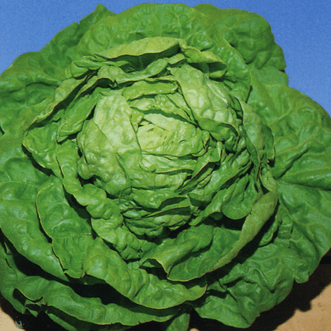 Kings Seeds Vegetables Lettuce Buttercrunch