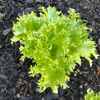 Kings Seeds Vegetables Lettuce Coastline