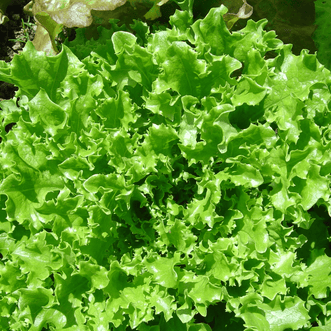 Kings Seeds Vegetables Lettuce Lollo Bionda