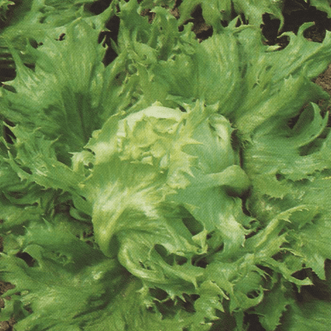 Kings Seeds Vegetables Lettuce Reine des Glaces