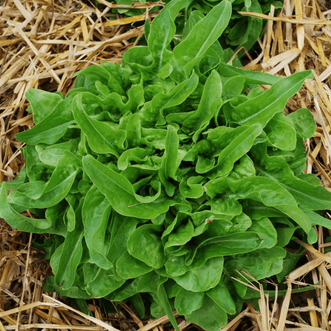 Kings Seeds Vegetables Lettuce Quercia