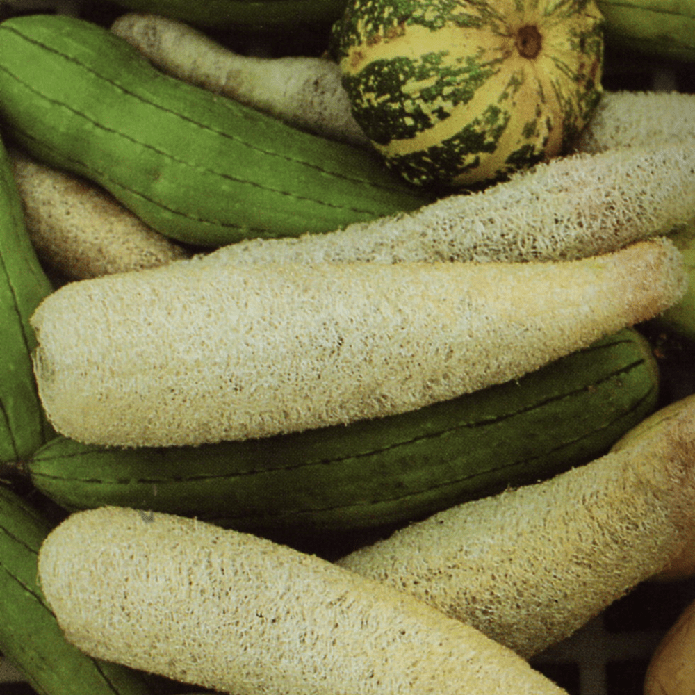 Buy Gourd Luffa by Kings Seeds online - Kings Seeds NZ