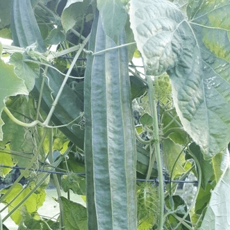 Kings Seeds Vegetables Luffa Angled Long Ridge F1