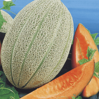 Kings Seeds Vegetables Melon Tuscan Delight F1