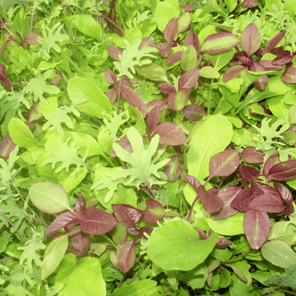 Kings Seeds Vegetables Mesclun Italian Blend