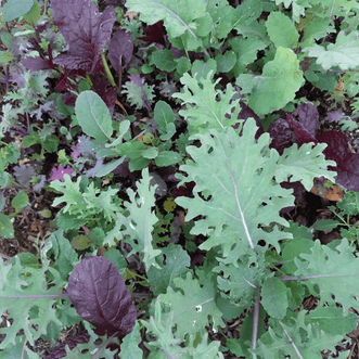 Kings Seeds Vegetables Mesclun Kale Blend