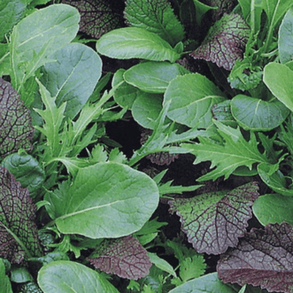 Kings Seeds Vegetables Mesclun Oriental Blend