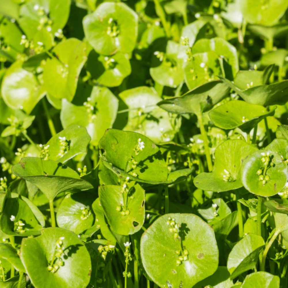 Buy Miners Lettuce by Kings Seeds online Kings Seeds NZ