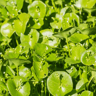 Kings Seeds Vegetables Miners Lettuce
