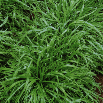 Kings Seeds Vegetables Minutina
