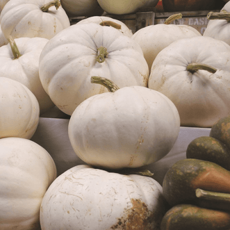 Kings Seeds Vegetables Pumpkin Flat White Boer