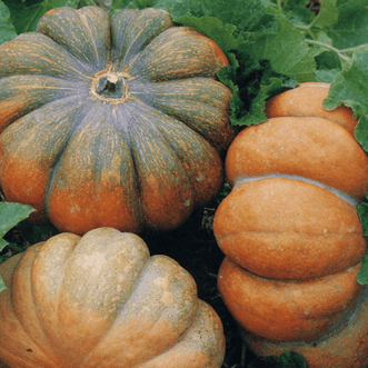 Kings Seeds Vegetables Pumpkin Musquee de Provence