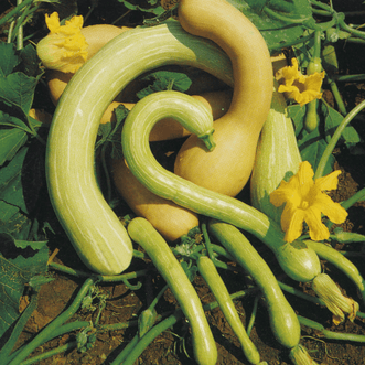 Kings Seeds Vegetables Squash Rampicante