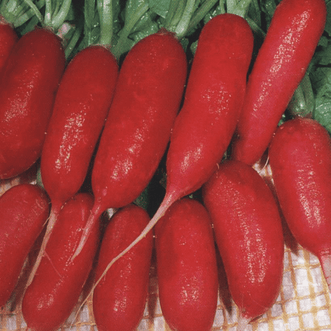 Kings Seeds Vegetables Radish Scarlet Finger